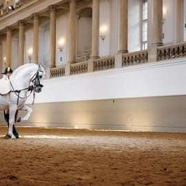 Uitvoering van de lipizzaner bij de Spaanse Rijschool