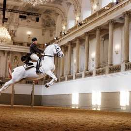 Uitvoering van de lipizzaner bij de Spaanse Rijschool
