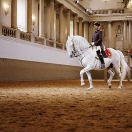 Uitvoering van de lipizzaner bij de Spaanse Rijschool