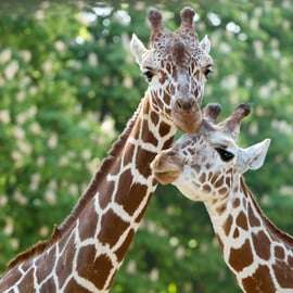Wenen: voorrangstickets voor dierentuin Schönbrunn