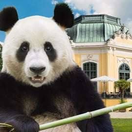 Wenen: voorrangstickets voor dierentuin Schönbrunn