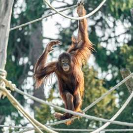 Wenen: voorrangstickets voor dierentuin Schönbrunn