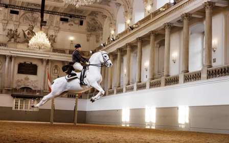 Uitvoering van de lipizzaner bij de Spaanse Rijschool