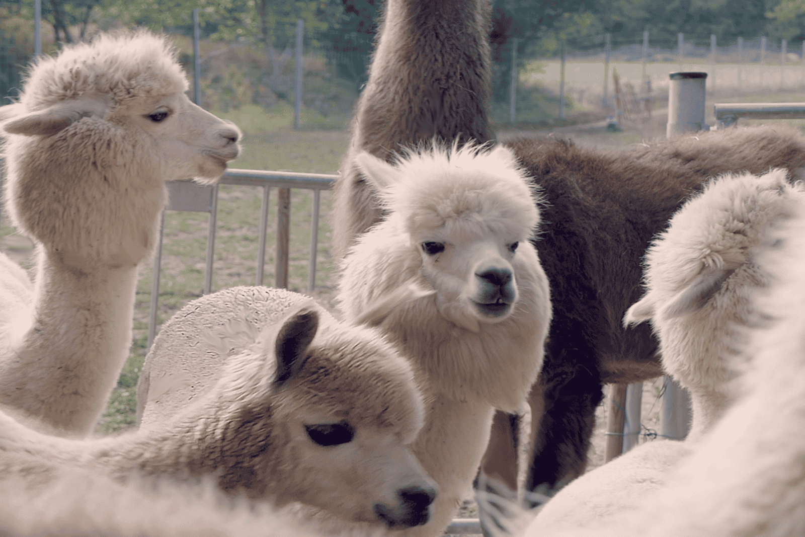 Mödling/Wenen: Panoramische wandeling met alpaca's en lama's