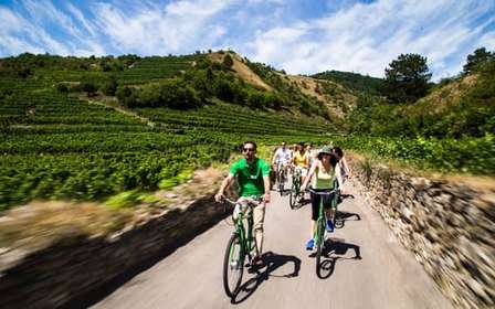 Druiven grazen: Wachau Valley Wijnmakerij Fietstocht