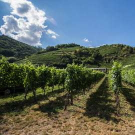 Druiven grazen: Wachau Valley Wijnmakerij Fietstocht