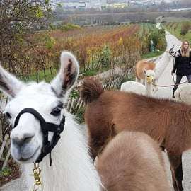 Mödling/Wenen: Panoramische wandeling met alpaca's en lama's