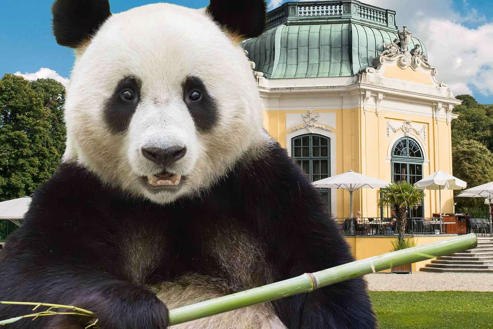 Wenen: voorrangstickets voor dierentuin Schönbrunn