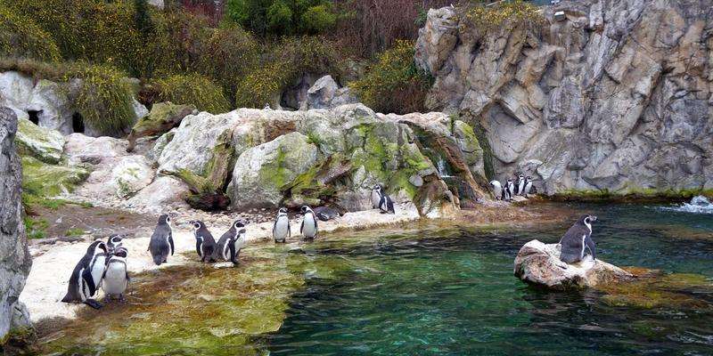 Tiergarten Schonbrunner-Zoo Wenen