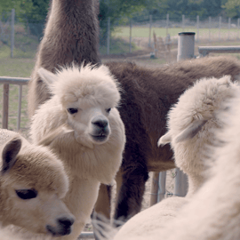 Mödling/Wenen: Panoramische wandeling met alpaca's en lama's