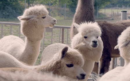 Mödling/Wenen: Panoramische wandeling met alpaca's en lama's