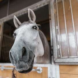 Wenen: Geheimen van de Fiaker & rit met de paardenkoets