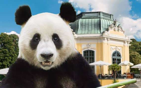 Wenen: voorrangstickets voor dierentuin Schönbrunn