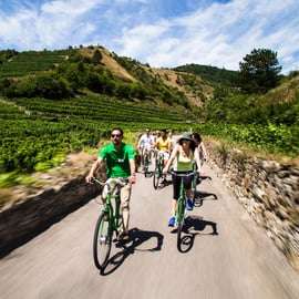 Druiven grazen: Wachau Valley Wijnmakerij Fietstocht